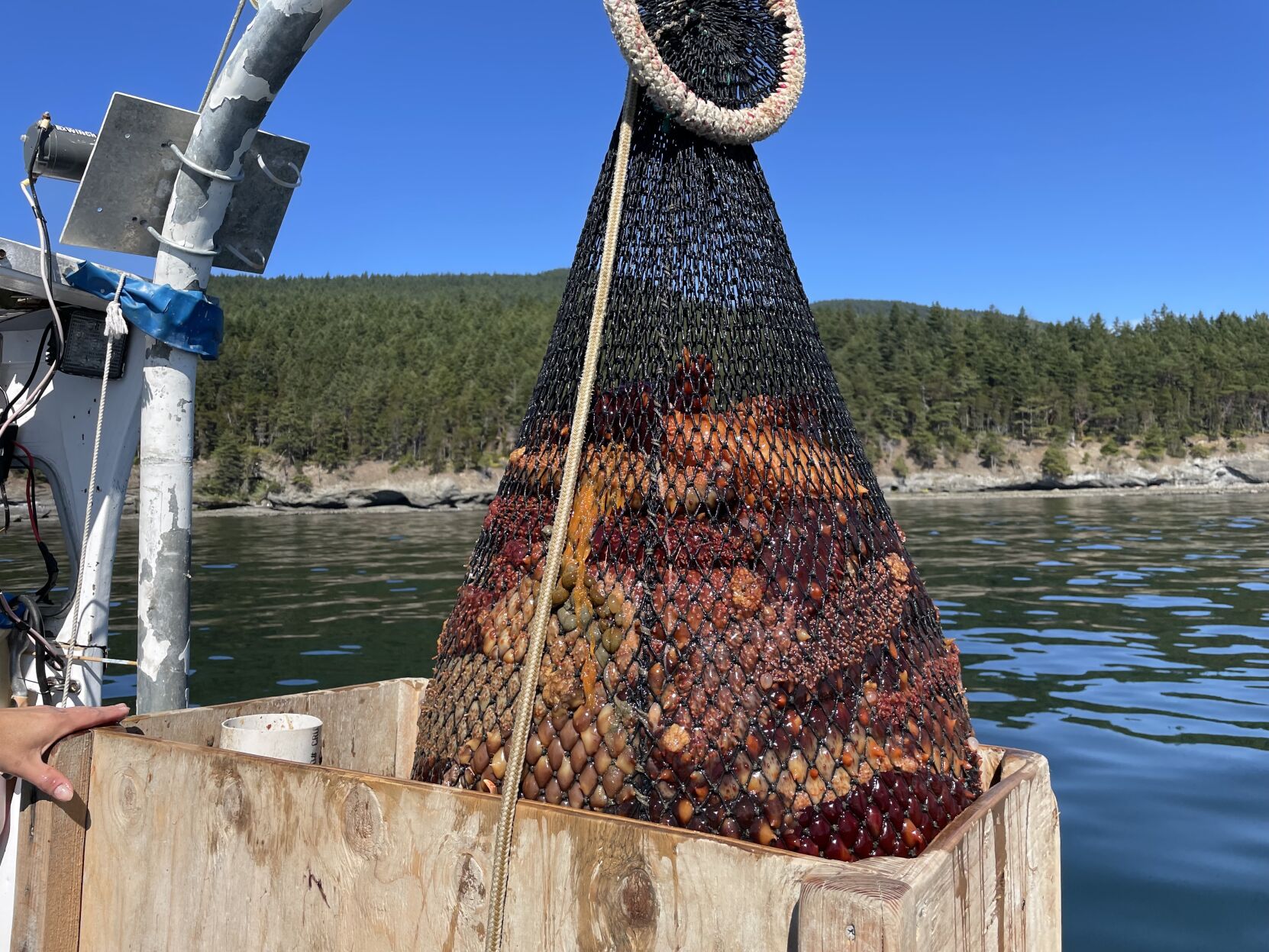 Net full of sea cucumbers